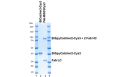 BiSpyCatcher2 gallery image 5