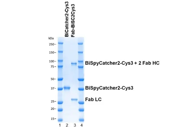BiSpyCatcher2 gallery image 5