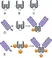 BiSpyCatcher2:Biotin thumbnail image 1