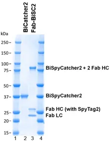 BiSpyCatcher2:Biotin gallery image 2