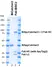 BiSpyCatcher2:Biotin thumbnail image 2