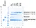 BiSpyCatcher2:Biotin thumbnail image 3