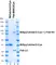 BiSpyCatcher2:Biotin thumbnail image 4
