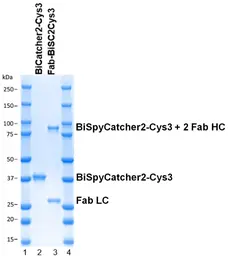 BiSpyCatcher2:Biotin gallery image 5