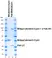 BiSpyCatcher2:Biotin thumbnail image 5