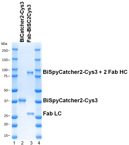 BiSpyCatcher2:Biotin gallery image 5