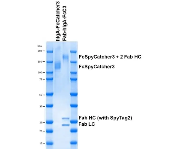 Human IgA-FcSpyCatcher3 gallery image 2