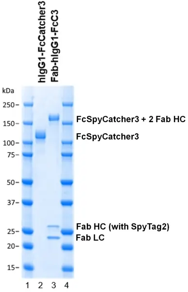 Human IgG1-FcSpyCatcher3 gallery image 2