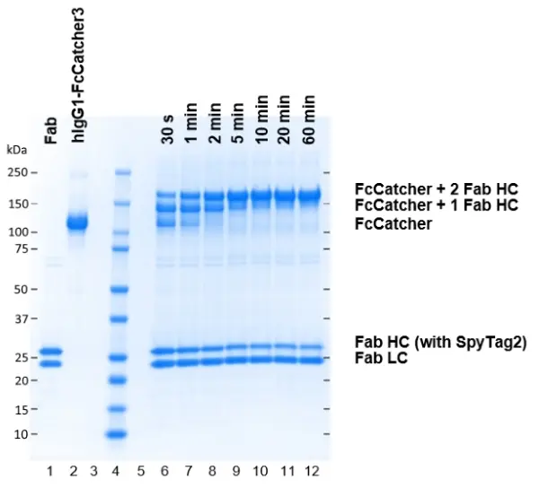 Human IgG1-FcSpyCatcher3 gallery image 3