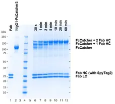 Human IgG1-FcSpyCatcher3:Biotin gallery image 3