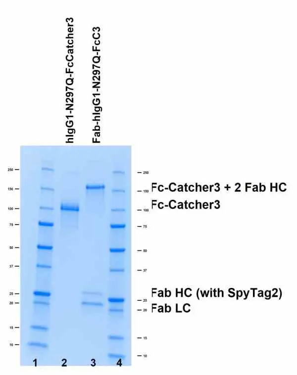 Human IgG1-N297Q-FcSpyCatcher3 gallery image 3