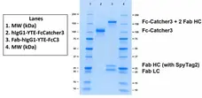 Human IgG1-YTE-FcSpyCatcher3 gallery image 2