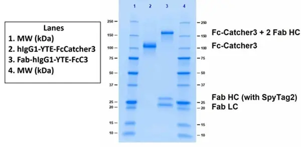Human IgG1-YTE-FcSpyCatcher3 gallery image 2