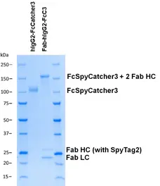 Human IgG2-FcSpyCatcher3 gallery image 2