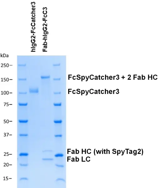 Human IgG2-FcSpyCatcher3 gallery image 2
