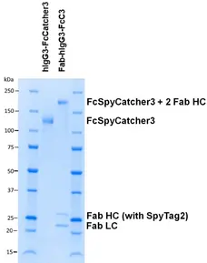 Human IgG3-FcSpyCatcher3 gallery image 2