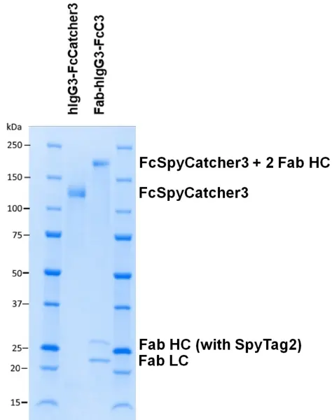 Human IgG3-FcSpyCatcher3 gallery image 2