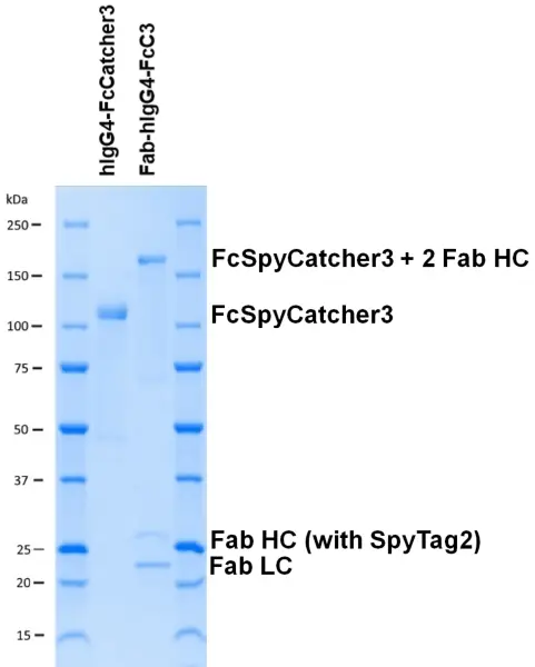Human IgG4-FcSpyCatcher3 gallery image 2