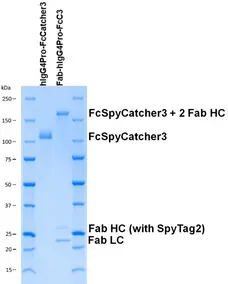 Human IgG4-Pro-FcSpyCatcher3 gallery image 2