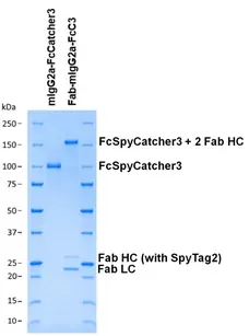 Mouse IgG2a-FcSpyCatcher3 gallery image 2