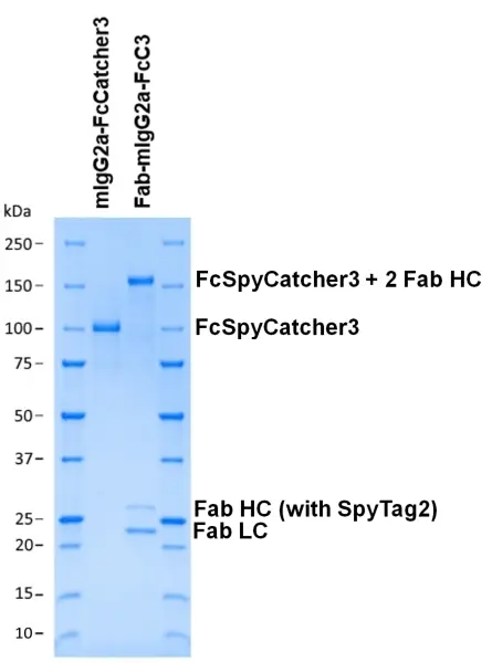 Mouse IgG2a-FcSpyCatcher3 gallery image 2