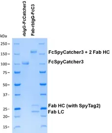 Rabbit IgG-FcSpyCatcher3 gallery image 2