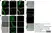 Permanent Aqueous Mounting Medium thumbnail image 3