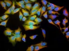 PUREBLU™ DAPI gallery image 1