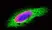 PUREBLU™ DAPI thumbnail image 10