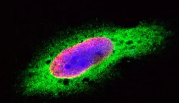 PUREBLU™ DAPI gallery image 10