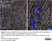 PUREBLU™ DAPI thumbnail image 12