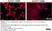 PUREBLU™ DAPI thumbnail image 13