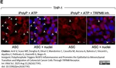 PUREBLU™ DAPI gallery image 15