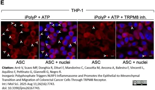 PUREBLU™ DAPI gallery image 15