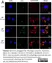 PUREBLU™ DAPI thumbnail image 16