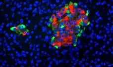 PUREBLU™ DAPI gallery image 2
