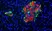 PUREBLU™ DAPI thumbnail image 2