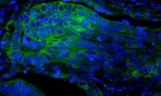PUREBLU™ DAPI gallery image 3