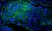 PUREBLU™ DAPI thumbnail image 3