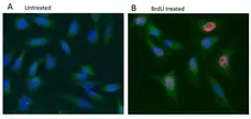 PUREBLU™ DAPI gallery image 4