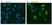 PUREBLU™ DAPI thumbnail image 4