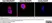 PUREBLU™ DAPI thumbnail image 5