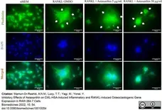 PUREBLU™ DAPI gallery image 6