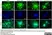 PUREBLU™ DAPI thumbnail image 6