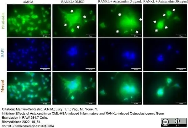 PUREBLU™ DAPI gallery image 6