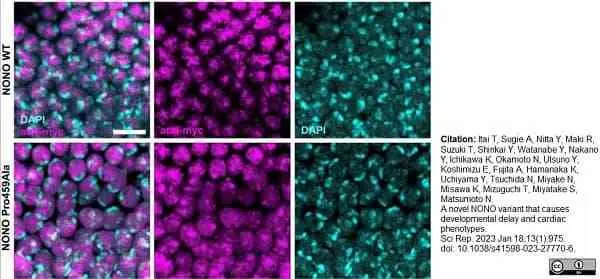 PUREBLU™ DAPI gallery image 9