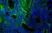 PUREBLU™ Hoechst 33342 thumbnail image 1