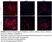 PUREBLU™ Hoechst 33342 thumbnail image 6