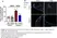PUREBLU™ Hoechst 33342 thumbnail image 7