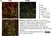 PUREBLU™ Hoechst 33342 thumbnail image 8